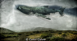 "Cloud Filter" Whale Sharks filter through 1500 gallons o... by Conor Culver 